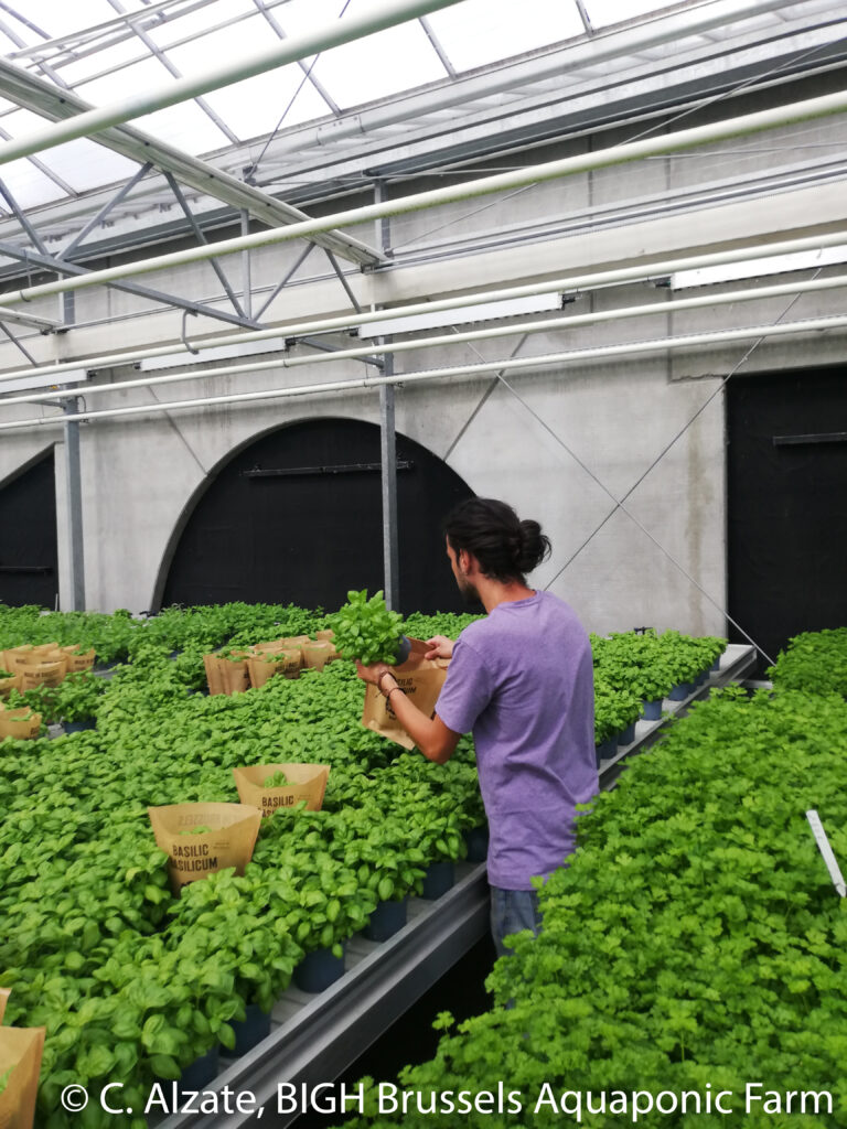 Aromatic herbs at BIGH Brussels Aquaponic Farm