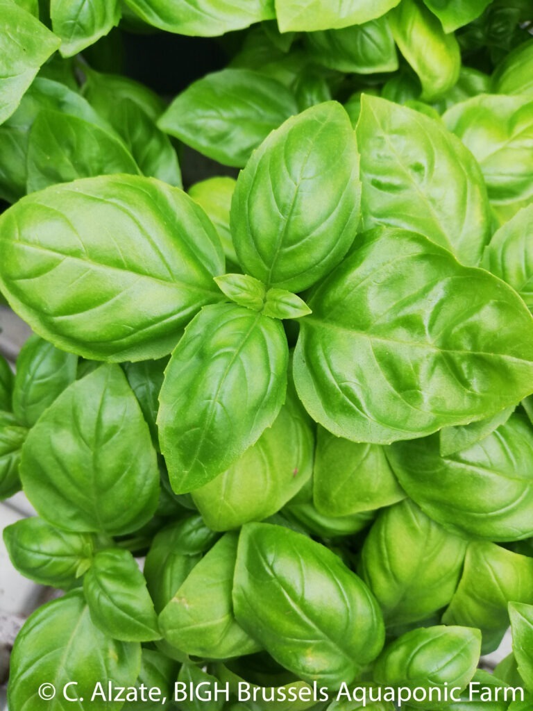 Healthy basil leaf