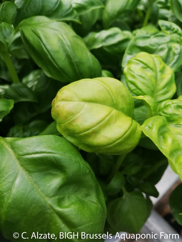 Infected basil leaf