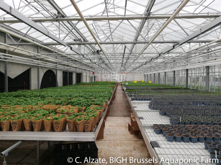 Herb greenhouse at BIGH